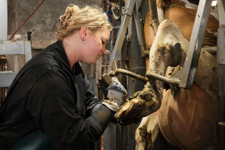 Waarom klauwverzorging belangrijk is