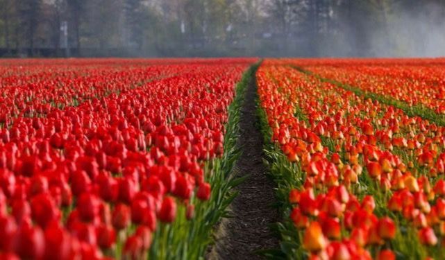 Tulpenveld in de agrarische sector